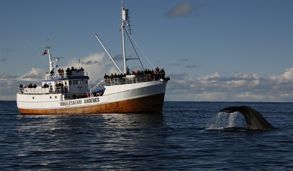 Hovedbilde fra opplevelsene til Hvalsafari AS
